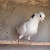 کبوتر|پرنده|تهران, کرمان|دیوار