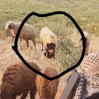 بره طلیان طلی