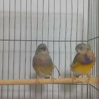 فنچ گلدین نر ماده سایز درشت و فنچ بنگالی کاکلی