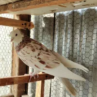 کفترسرور گنجه