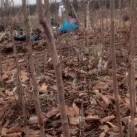 نهال خرمالو ۲ساله|خدمات باغبانی و درختکاری|خان ببین, |دیوار