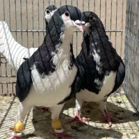 کبوتر ساده سیاه واکسی جوان پرشی