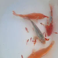 ماهی قرمز علی نژاد