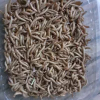 میلورم زنده