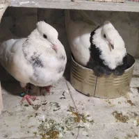 کبوتر طوقی