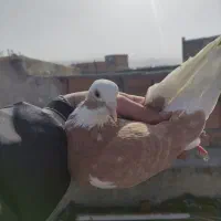 کفتر|پرنده|شیروان (خراسان), |دیوار