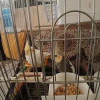 عروس هلندی نر و ماده