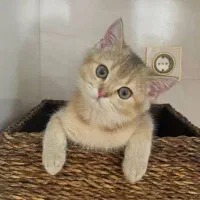 گربه بریتیش