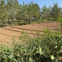 فروش زمین ۴۵۰۰ متری در پیله داربن|فروش زمین و ملک کلنگی|رشت, پیله داربن|دیوار