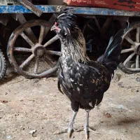خروس|حیوانات مزرعه|شیراز, حجت آباد|دیوار