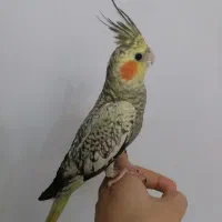 جوجه عروس هلندی گلباقالی