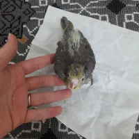 جوجه عروس سرلاکی|پرنده|مشهد, هنرور|دیوار