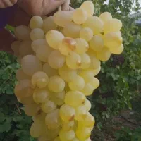 هرس،پاکنی،کوددهی ،سرپرستی کامل