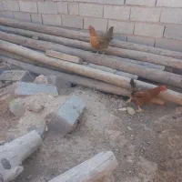 دو عدد مرغ فروشی