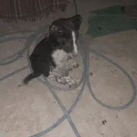 سگ نر قدریجونی|سگ|باغ ملک, |دیوار