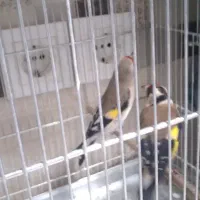 ماده سهره دورگ فیروز کوه همه قواره دار یک ماه قفس|پرنده|تهران, دردشت|دیوار