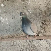 پلاکی|پرنده|اصفهان, باتون|دیوار