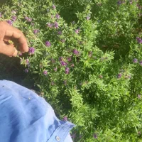 بیده ینجه|گل و گیاه طبیعی|جیرفت, |دیوار