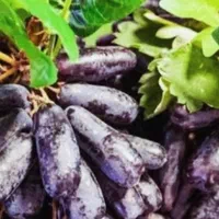 نهال انگور|خدمات باغبانی و درختکاری|نیشابور, مازول|دیوار