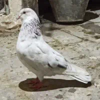 کبوتر پرشی ضمانتی