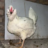 مرغ گلین|حیوانات مزرعه|پاکدشت, پاکدشت (مامازند)|دیوار