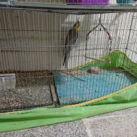 عروس هلندی|پرنده|زرند, |دیوار