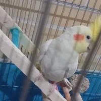 عروس هلندی|پرنده|بروجرد, |دیوار