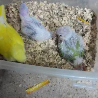 جوجه های سرلاکی انواع پرندگان|پرنده|تهران, علم و صنعت|دیوار