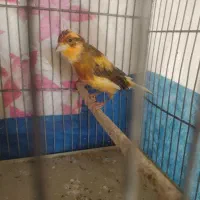 قناری نر دهن زن یک ساله