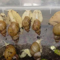 فروش تعداد محدودی حلزون از نیمه مولد تا مولد