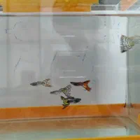 ماهی گوپی ۵ عدد