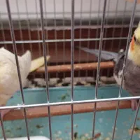 پرنده عروس هلندی