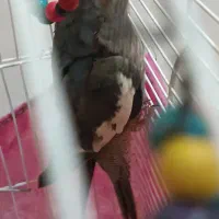 عروس هلندی بالغ ماده|پرنده|لاهیجان, کوی خزر|دیوار