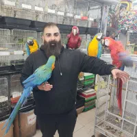 معاوضه و خریدار انواع پرندگان زینتی