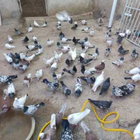 تیدی کمانگر گلدن