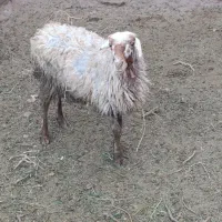 دو عدد میش راور