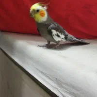 عروس هلندی نر سخنگو