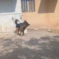 سگ ژرمن|سگ|مشکین‌دشت, |دیوار