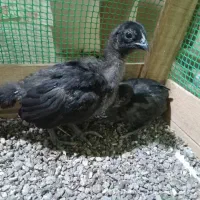 جوجه آیام سمانی|حیوانات مزرعه|رضوانشهر, |دیوار