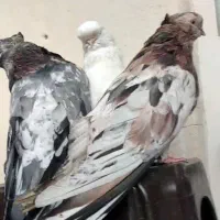 کفتر سرور عطیقه کاکلی