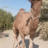 شتر نر محلی مخصوص داشت|حیوانات مزرعه|تخت, |دیوار