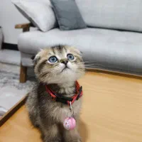 اسکاتیش فلد عروسکی