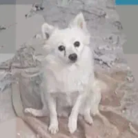 سگ پاکوتاه ماده سالم و بازی گوش حرف گوش کن