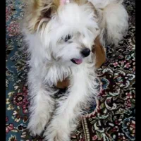 مالتیز|سگ|کرمانشاه, |دیوار