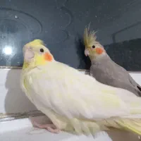 یک جفت عروس هلندی ۱۸ ماهه سالم و زیبا