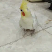 عروس هلندی نر و ماده|پرنده|لنگرود, |دیوار