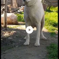 سلام سگ ماده جهت جفتگیری