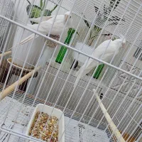 جفت عروس البینو چشم سرخ