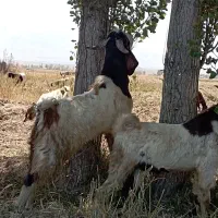 بز نر نژاد اصیل|حیوانات مزرعه|تبریز, |دیوار