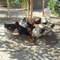 فروش مرغ وخروس
